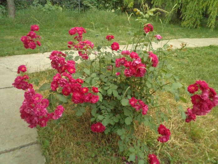 DSC00311