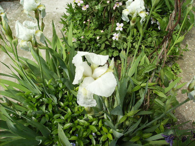 iris - flori in luna iunie