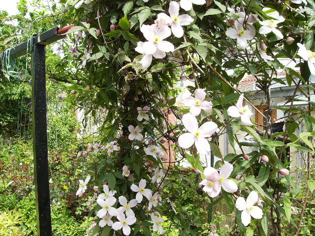 clematis - flori in luna iunie