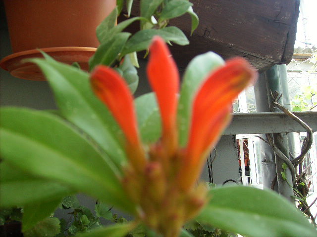 aeschinanthus