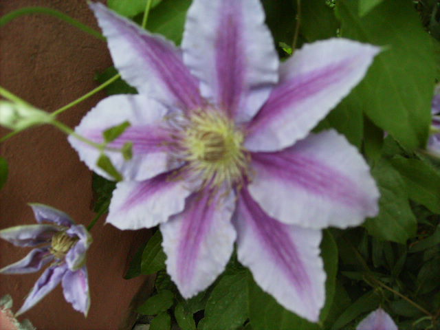 clematis - flori in luna iunie