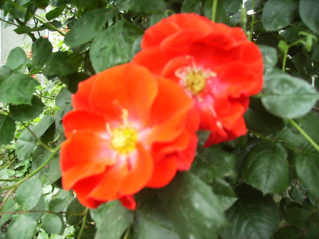 trandafir urcator - flori in luna iunie
