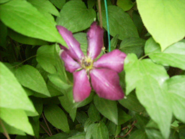 clematis - flori in luna iunie