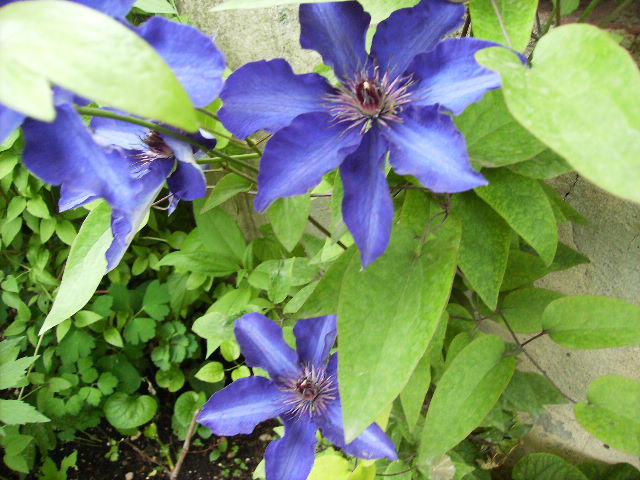 clematis - flori in luna iunie