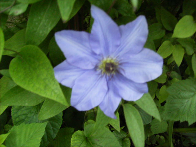 clematis - flori in luna iunie