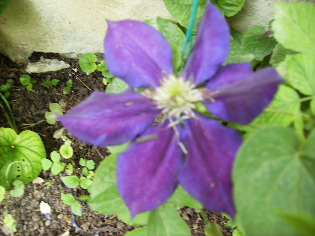 clematis