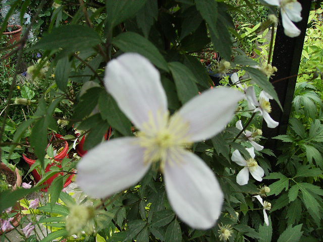 clematis