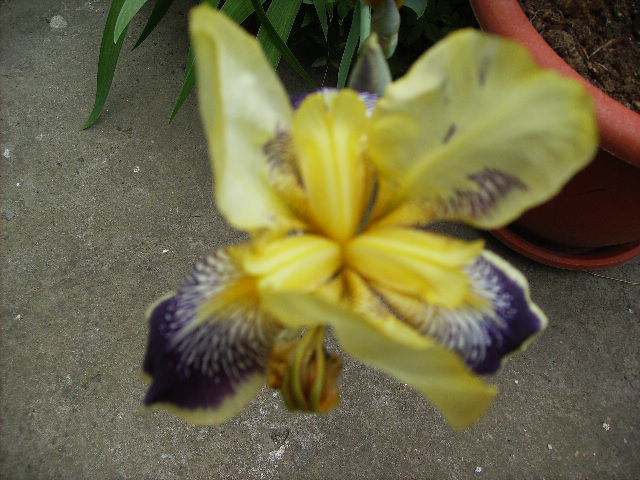 iris