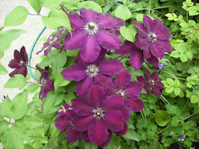 clematis