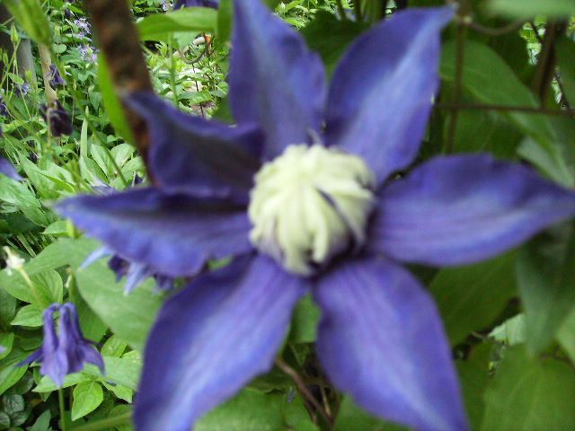 clematis