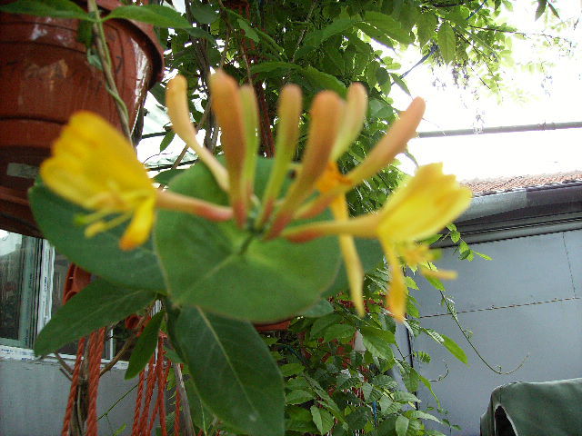 lonicera - flori in luna iunie