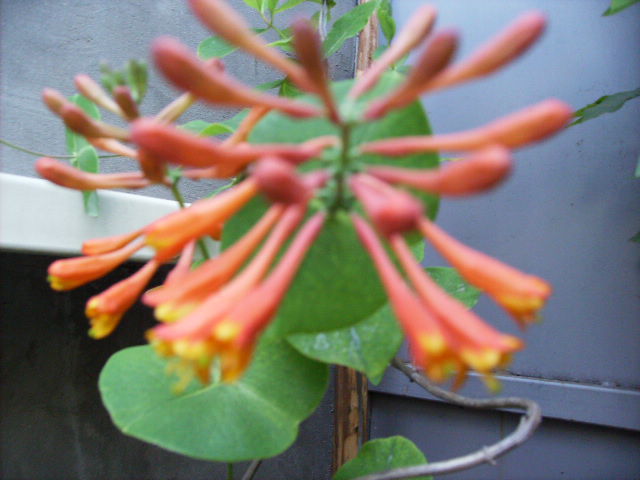 lonicera - flori in luna iunie