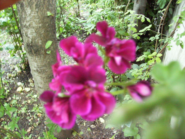 muscata curgatoare - flori in luna iunie