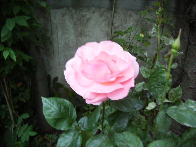 trandafir - flori in luna iunie