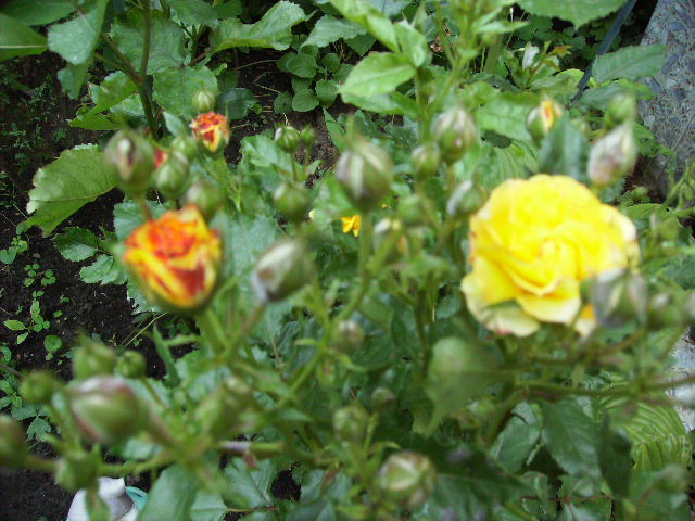 trandafir - flori in luna iunie