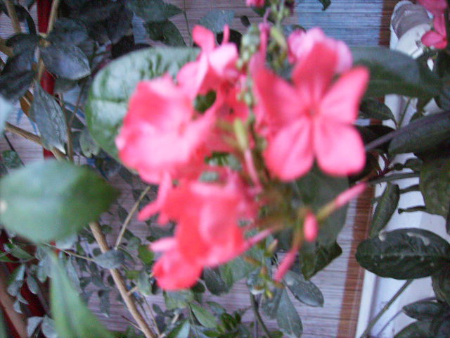 plumbago indica - flori in luna iunie