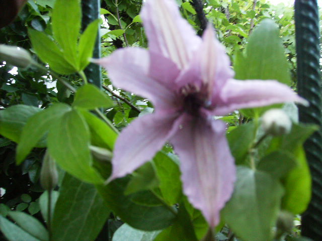 clematis