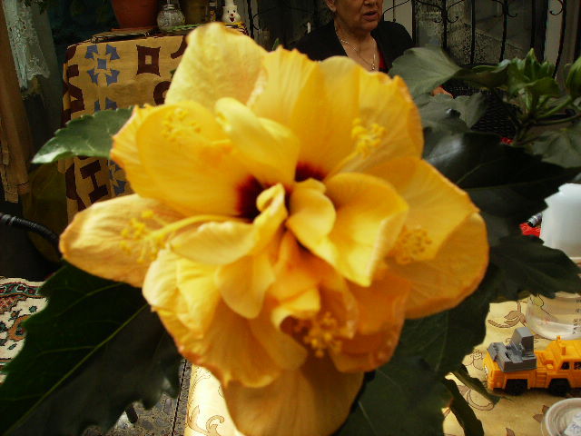 Hibiscus