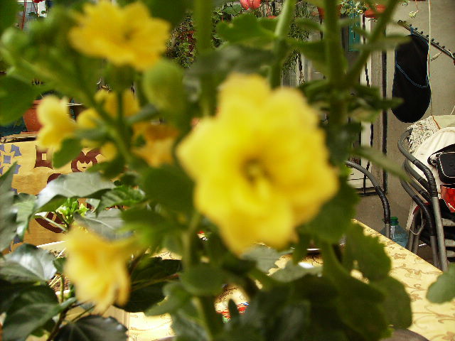 kalanchoe