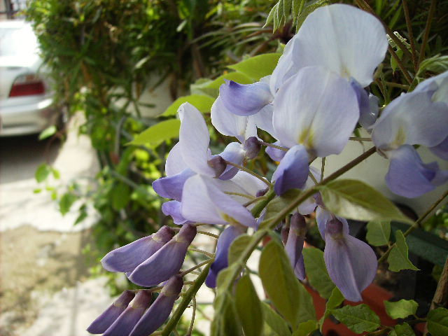 wisteria