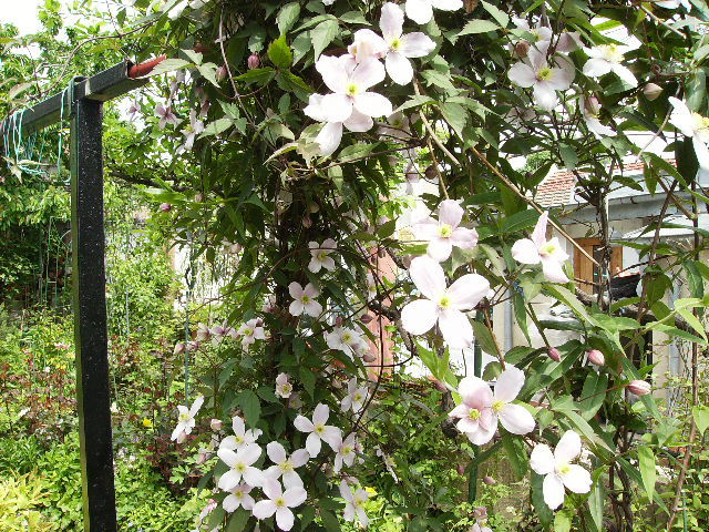 clematis viticela