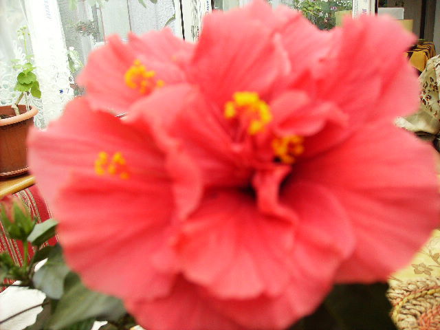 Hibiscus cu mai multe pistile intr-o floare