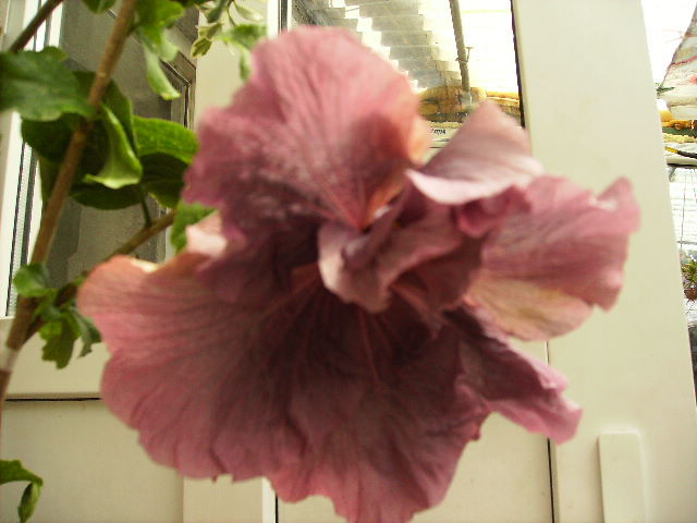 Hibiscus