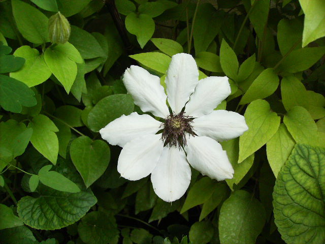 clematis