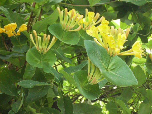 lonicera