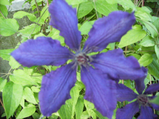 clematis - flori in luna iunie