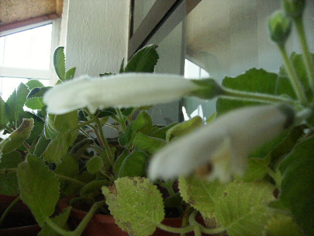 minisinningia