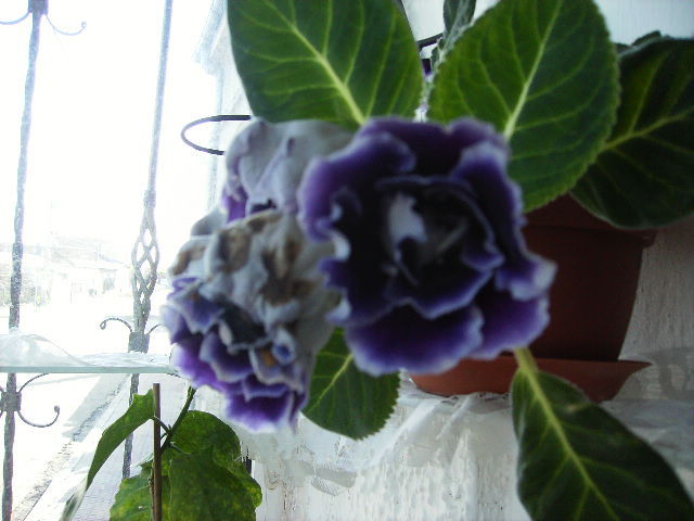 gloxinia
