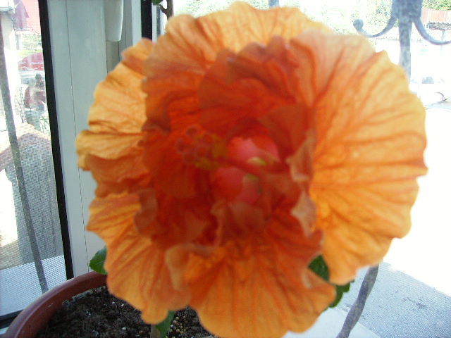 Hibiscus