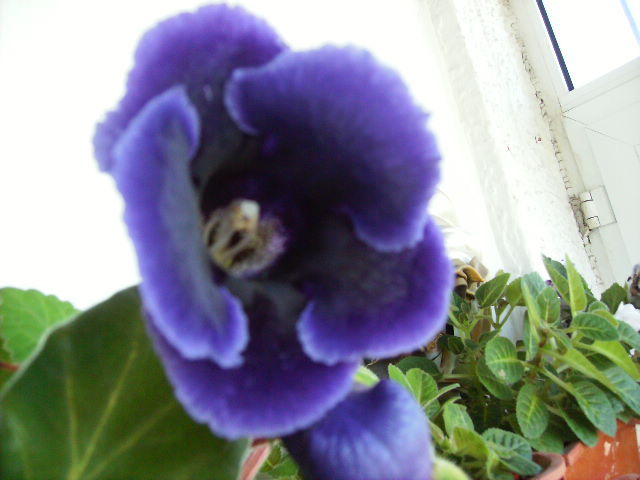 gloxinia