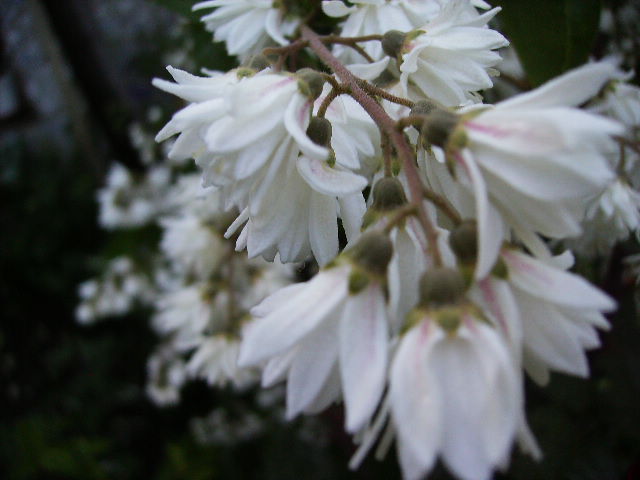 deutzia - flori in luna iunie