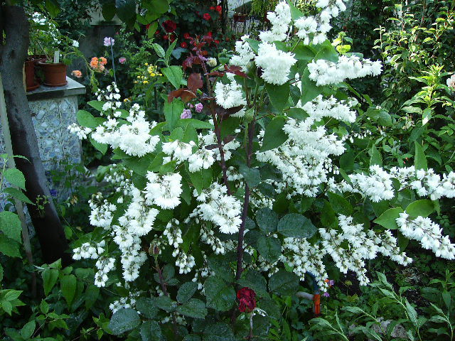 deutzia - flori in luna iunie