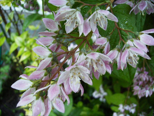 deutzia - flori in luna iunie