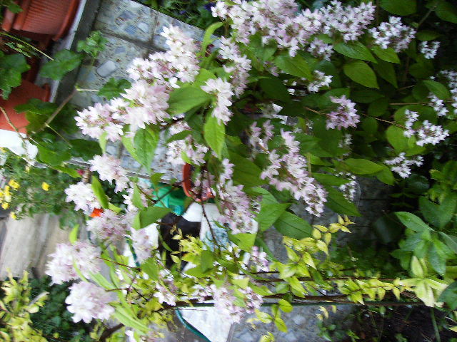 deutzia