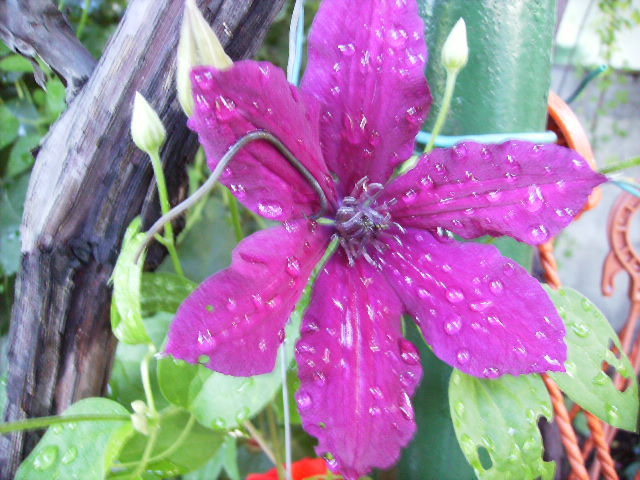 clematis - flori in luna iunie