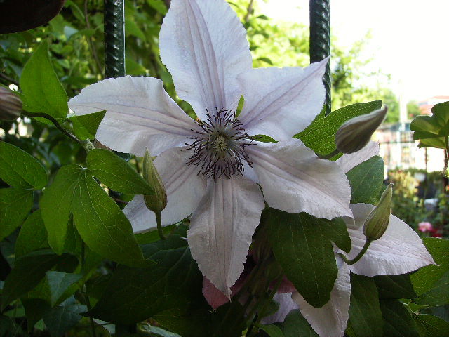 clematis - flori in luna iunie