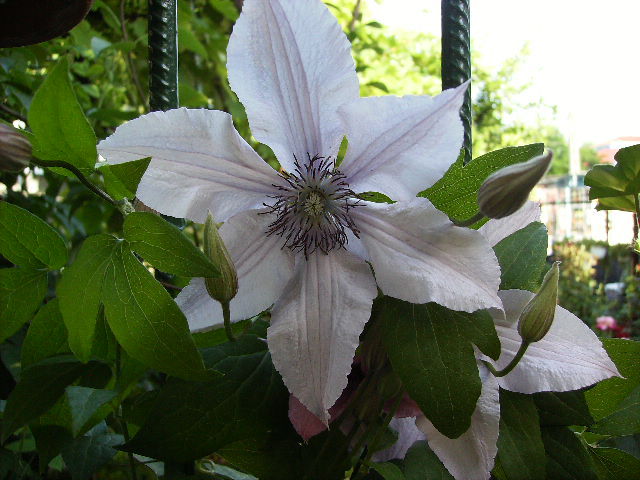 clematis