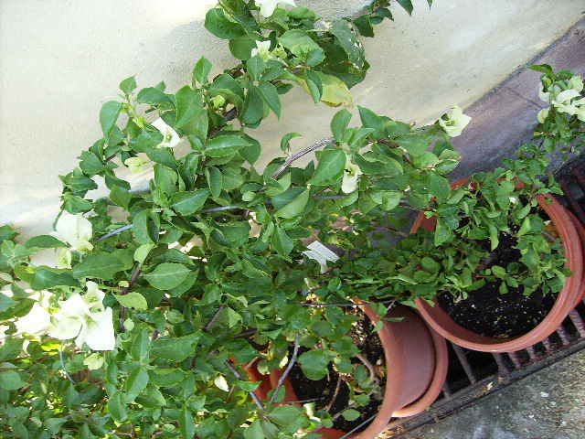 bugainvilea