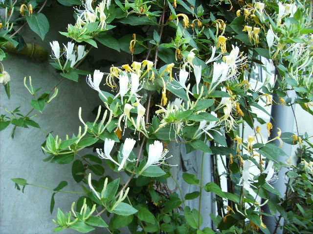 lonicera - flori in luna iunie