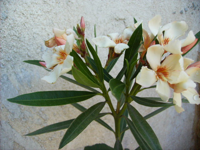 leandru Isle des Canaries - flori in luna iunie