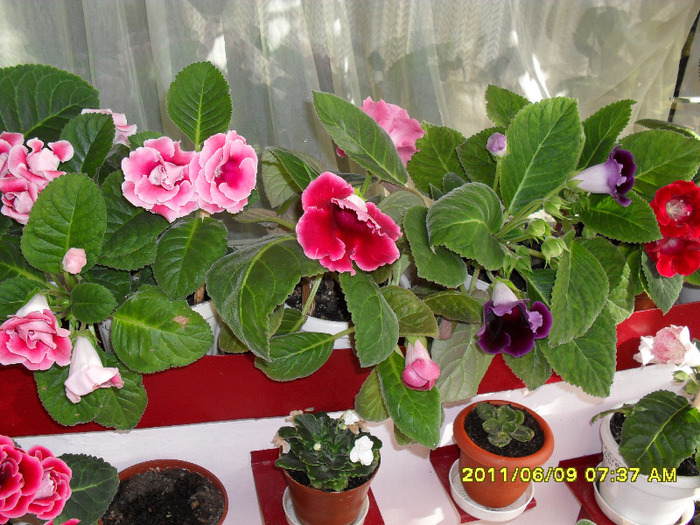 Flori-09 06 2011 006