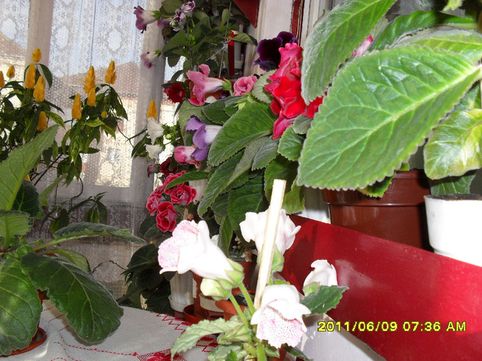 Flori-09 06 2011 001