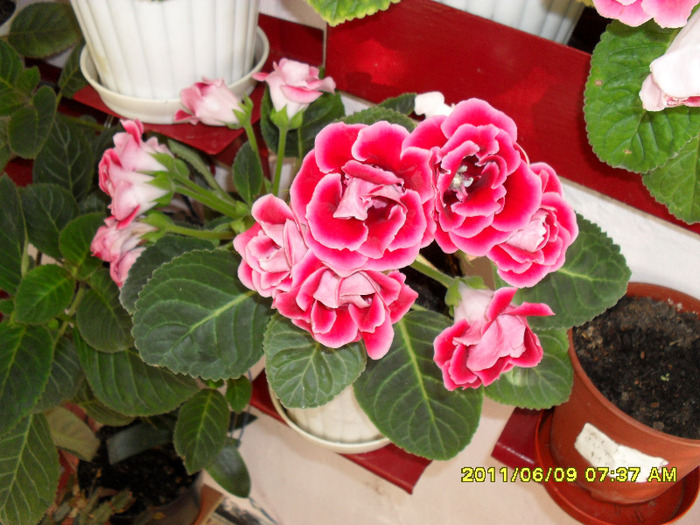 Flori-09 06 2011 002