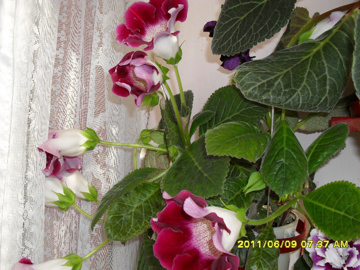 Flori-09 06 2011 005