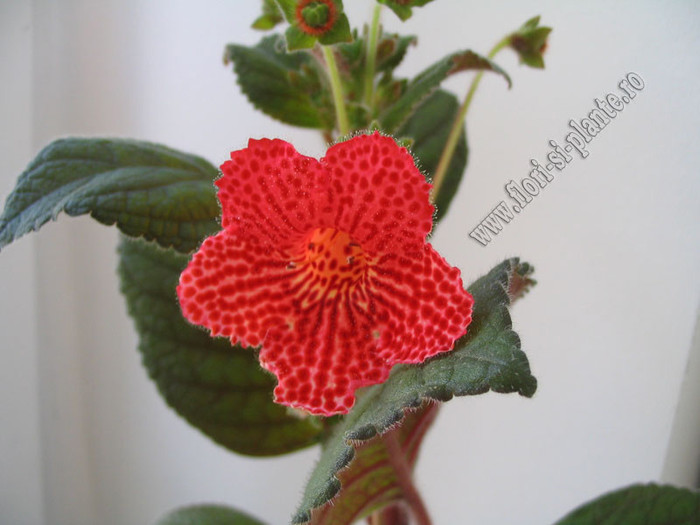 Kohleria Borka 9
