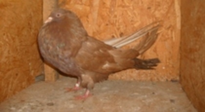 Gusat maghiar 02